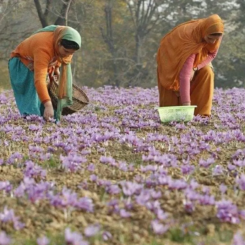 Authentic Kashmiri Saffron