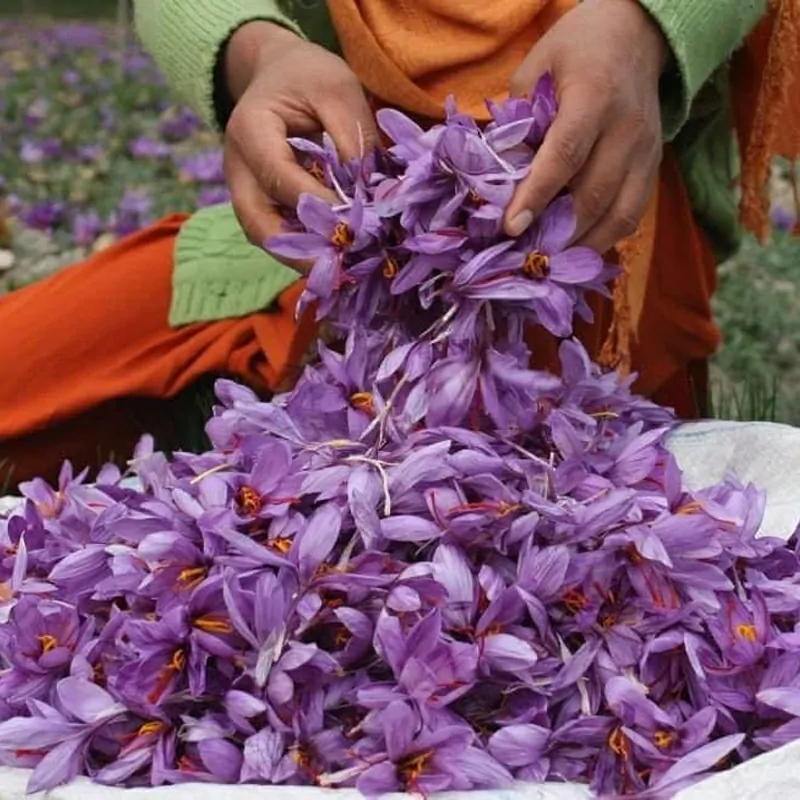 Authentic Kashmiri Saffron